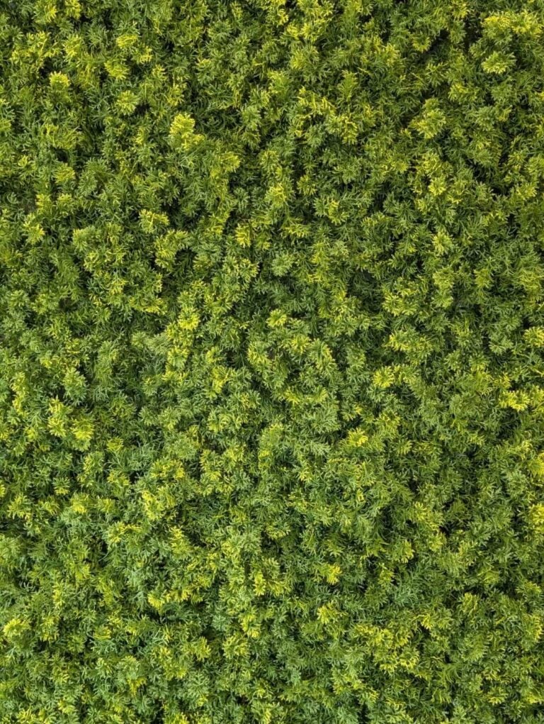 Placeholder1-768x1021